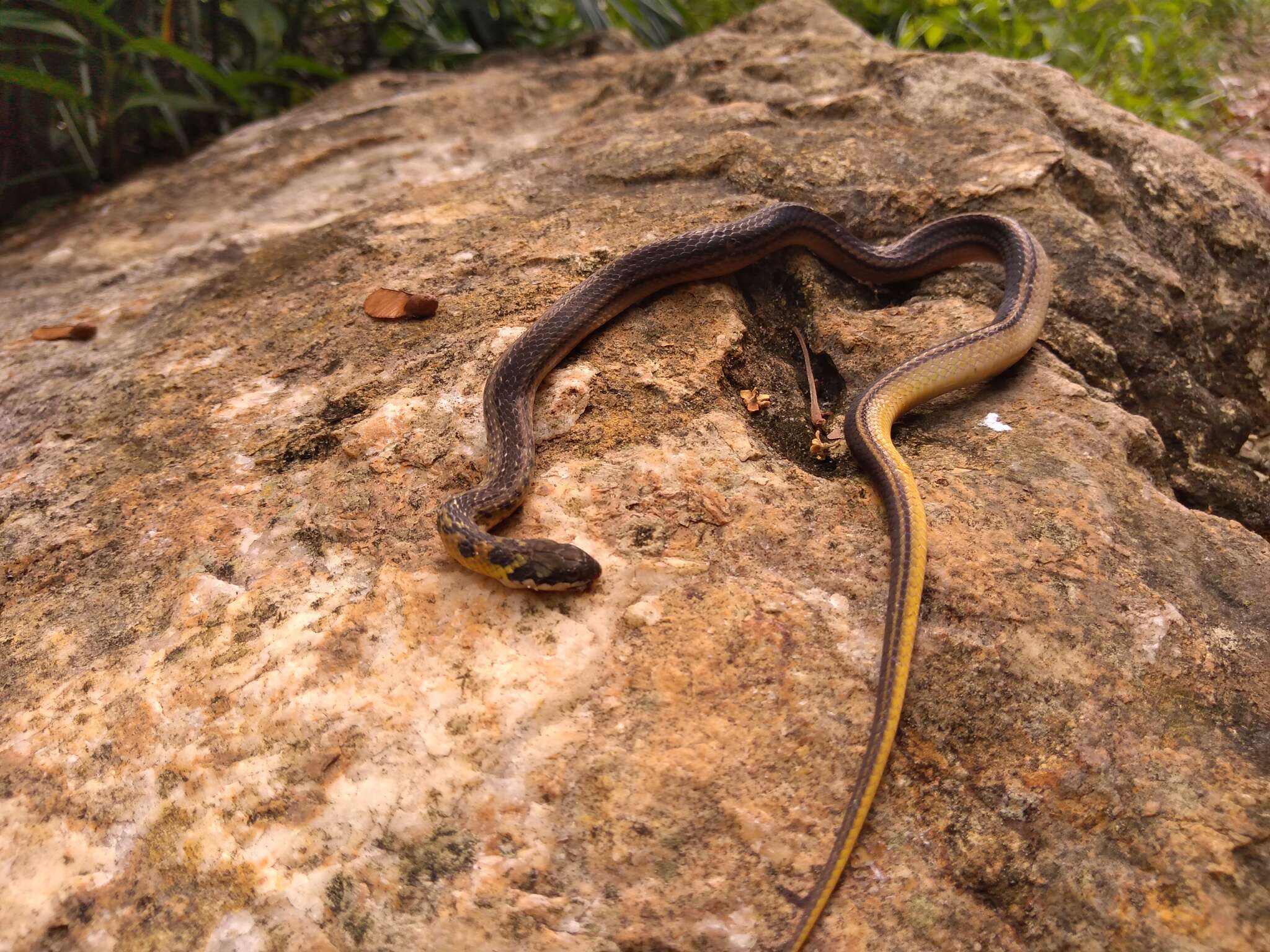 Image de Erythrolamprus melanotus lamari (Dixon & Michaud 1992)