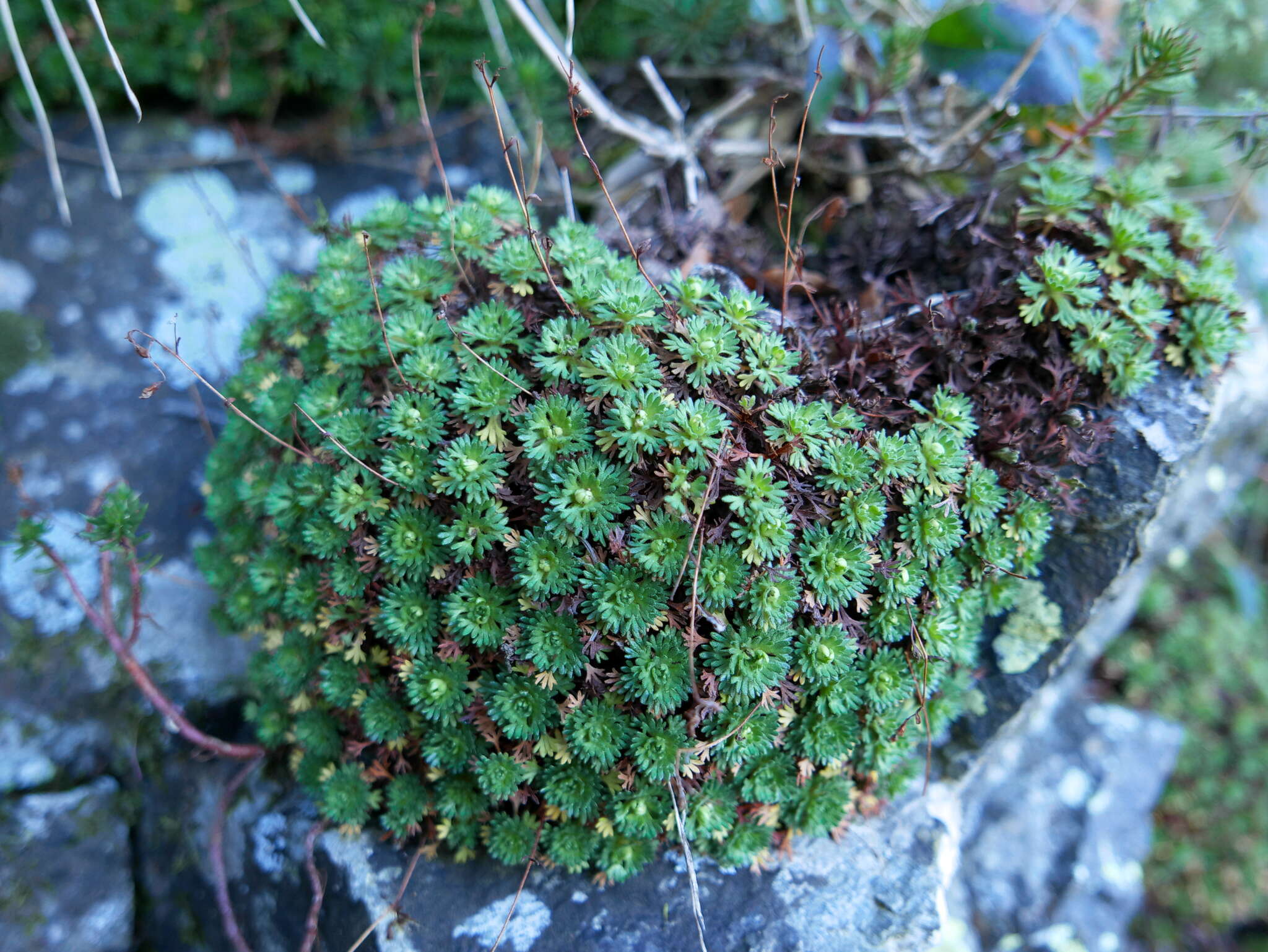 Imagem de Saxifraga vayredana Luizet