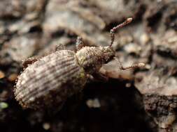 Image of Weevil