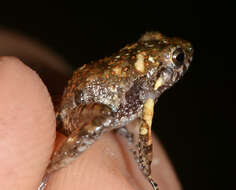 Image of Pygmy Free-fingered Frog