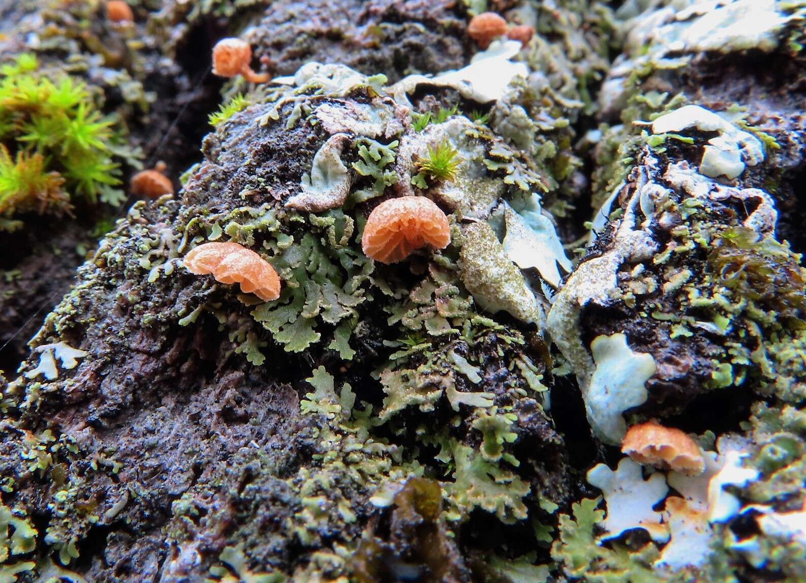 Image of Phaeomarasmius rimulincola (Rabenh.) Scherff. 1914