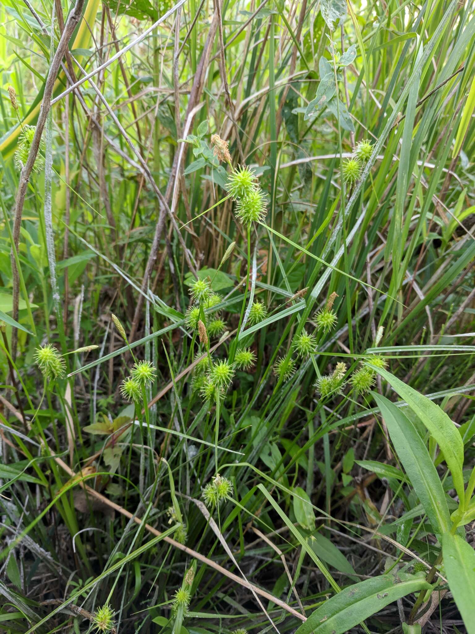 Image of greenstar sedge