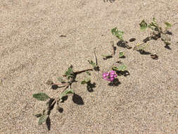 Image of pink sand verbena