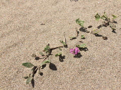 Image of pink sand verbena