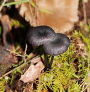 Image of Entoloma moongum Grgur. 1997