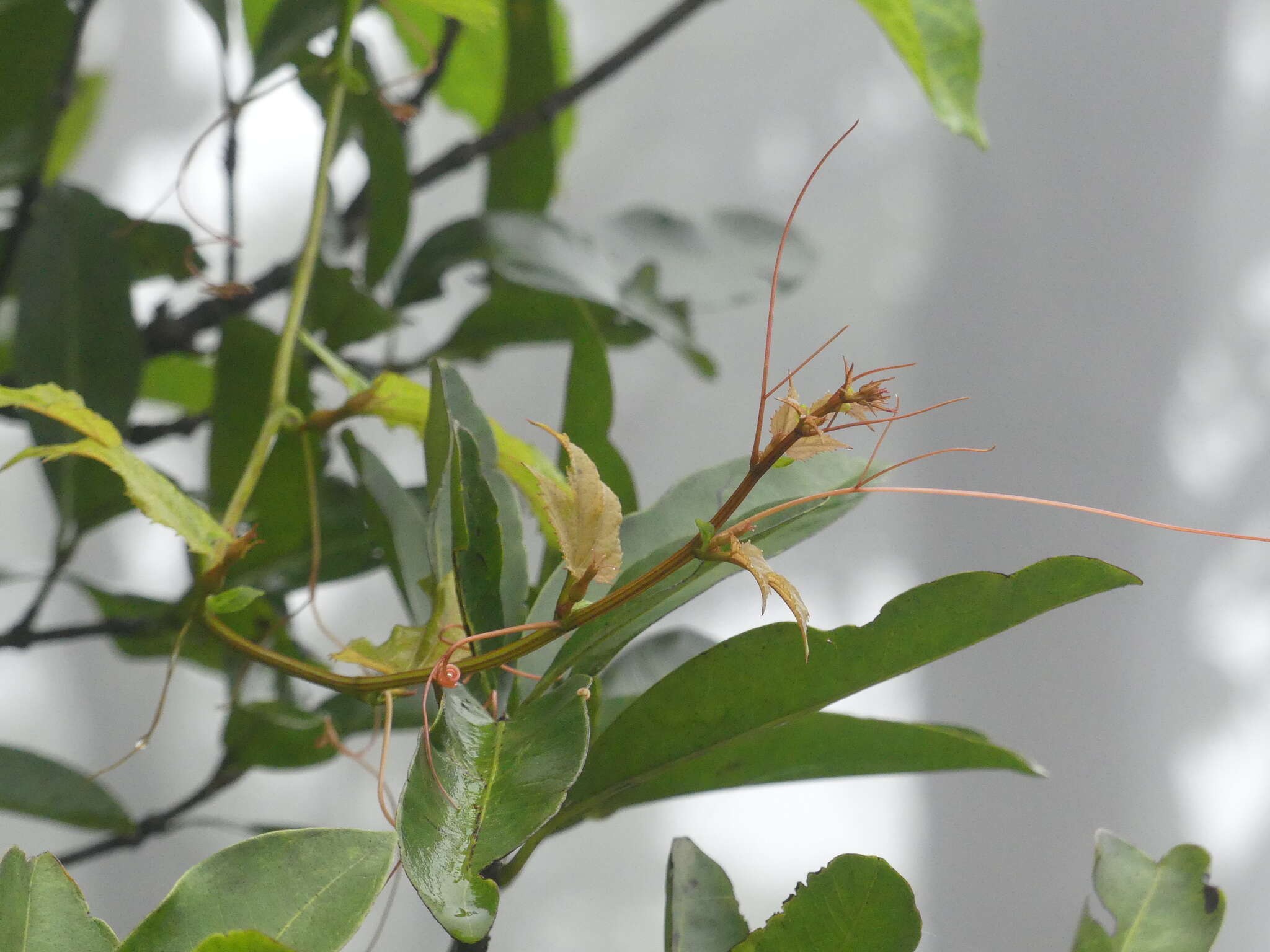 Image of Trichosanthes tricuspidata subsp. tricuspidata