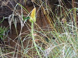 Image of Kniphofia stricta Codd