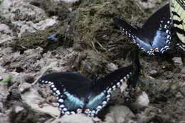 Image of <i>Papilio <i>troilus</i></i> troilus