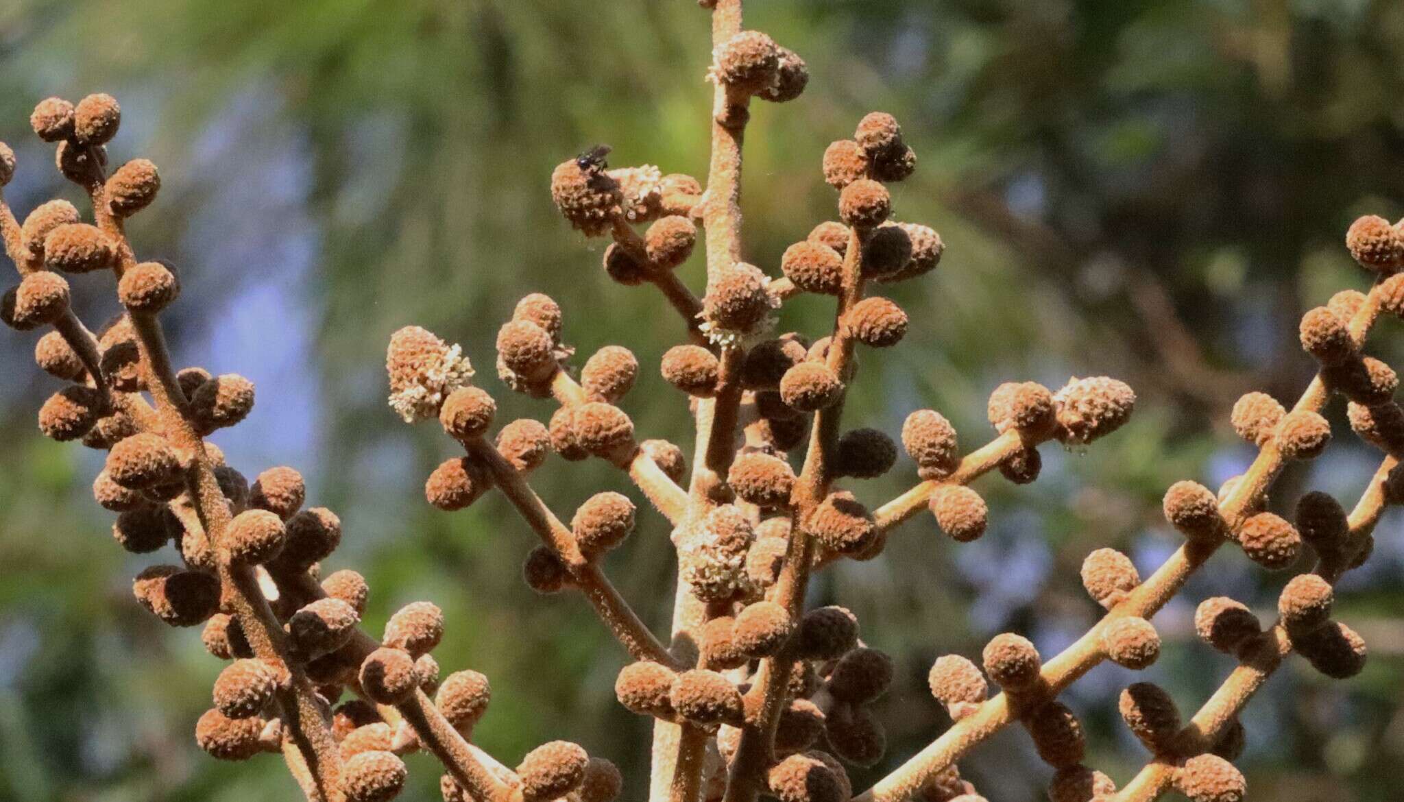 Oreopanax geminatus Marchal resmi