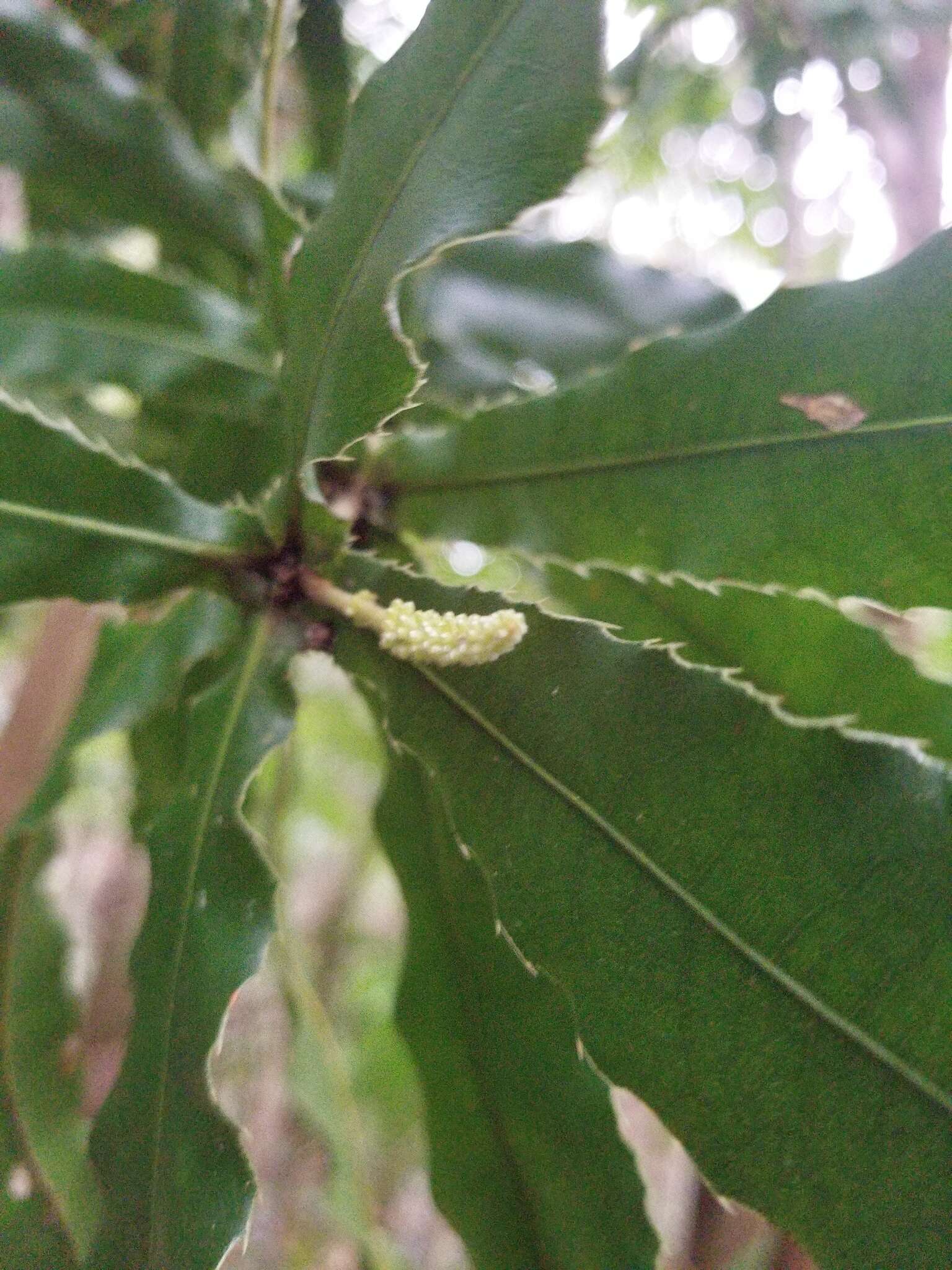 Image of macadamia nut