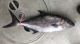 Image of Almaco Amberjack