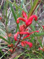 Image of Grevillea dimorpha F. Müll.