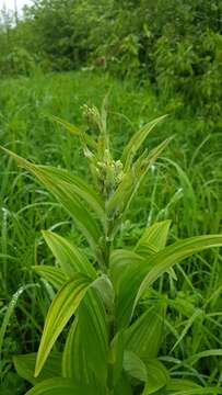 Image of Veratrum dahuricum (Turcz.) O. Loes.