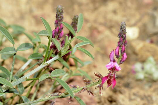 Indigofera intermedia Harv.的圖片