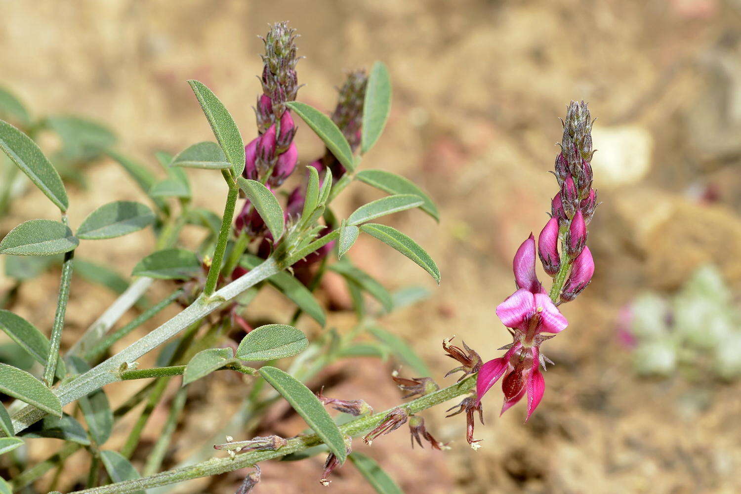 Indigofera intermedia Harv.的圖片