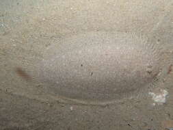 Image of Elongate flounder