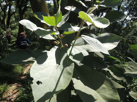 Image of Ficus erecta Thunb.