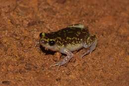 Image of Eluru dot frog