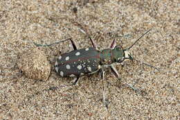 Image of Calomera littoralis conjunctaepustulata