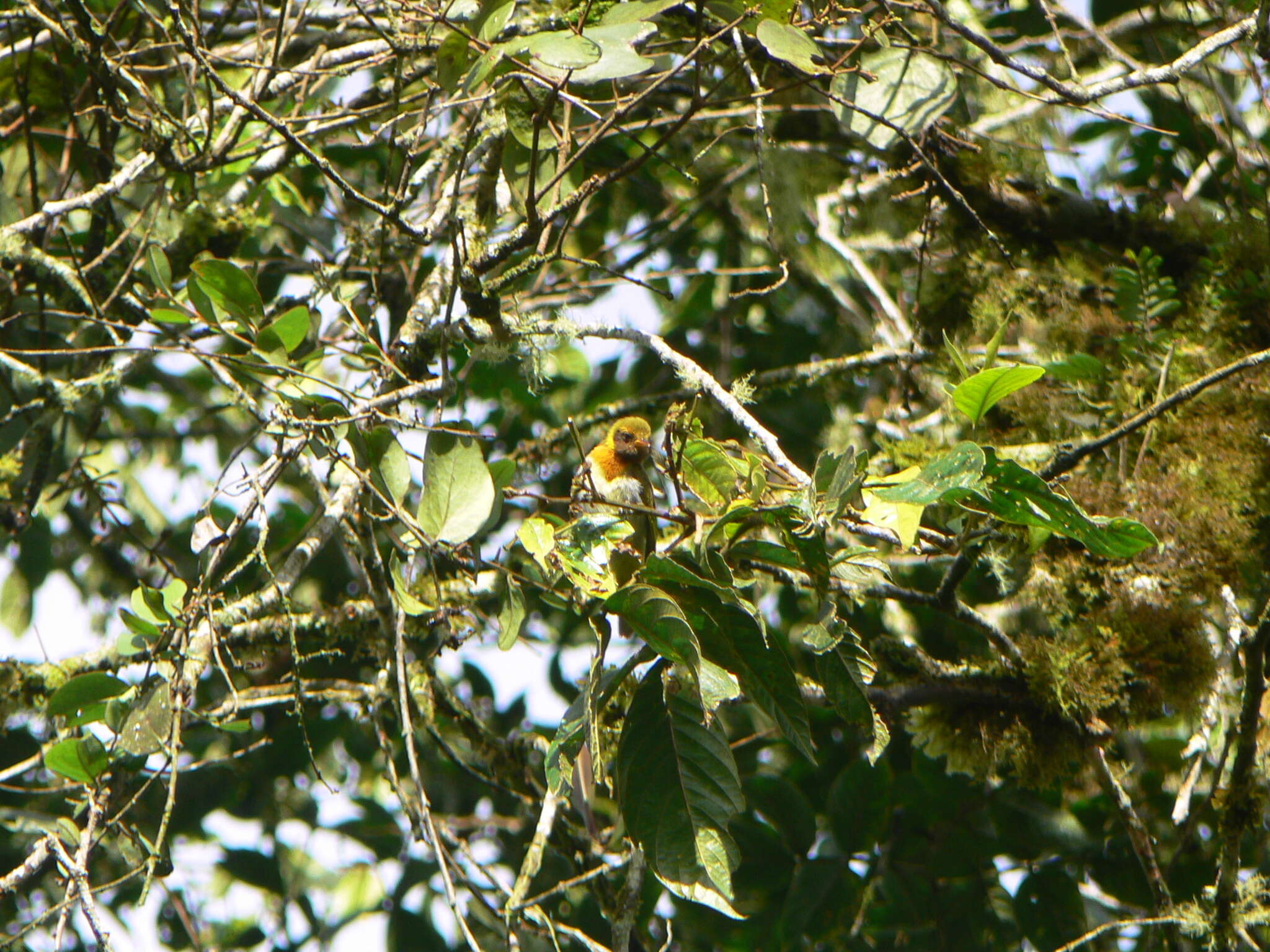 Image of Guira Tanager