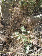 Image of shiny biscuitroot