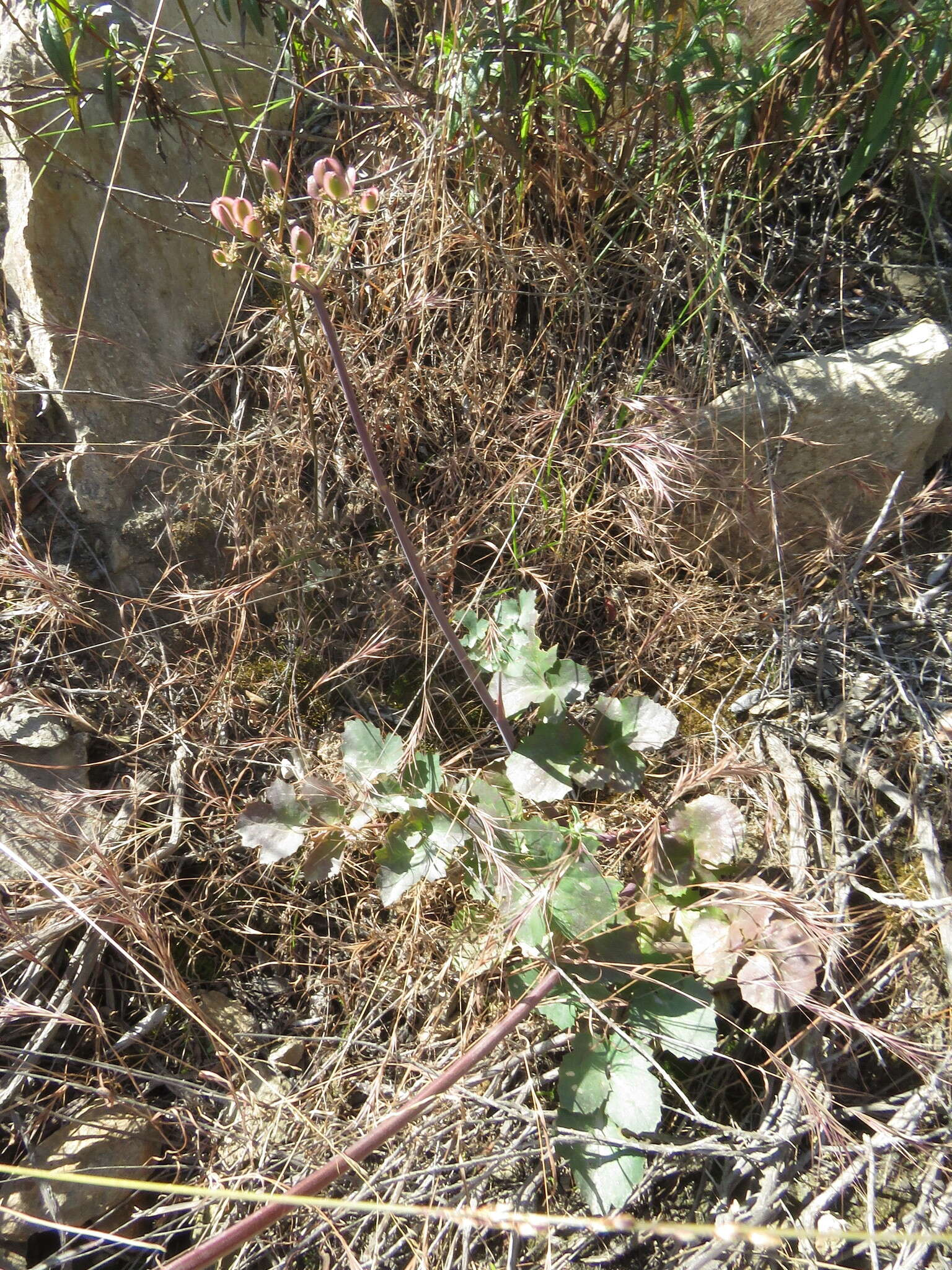 Image of shiny biscuitroot