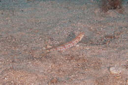 Image of Ear-spot lizardfish