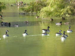 Image of Branta canadensis maxima Delacour 1951