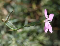 Image of Dianthus ciliatus Guss.