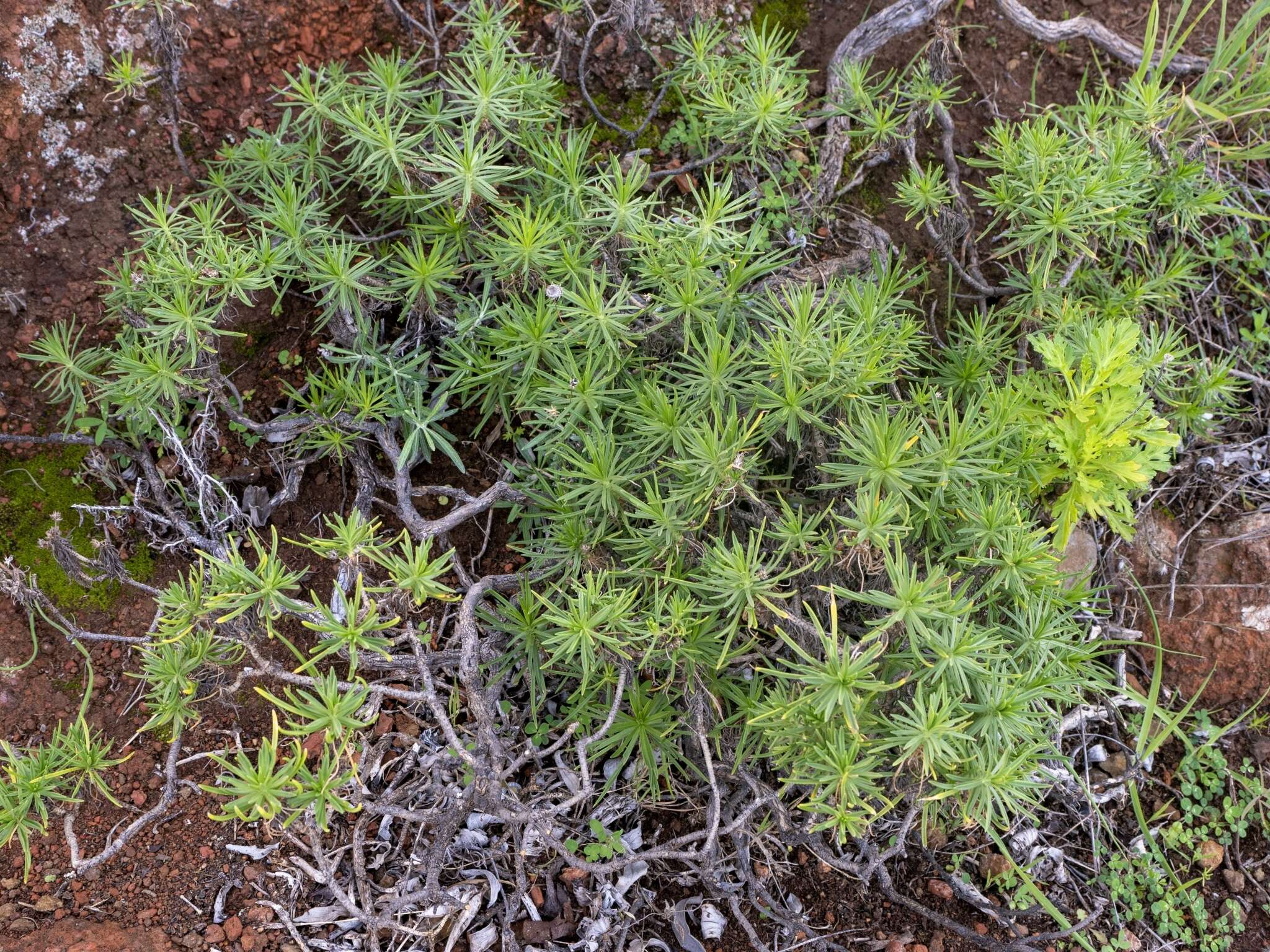 Plantago arborescens Poir. resmi