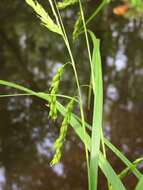 Image of White-Edge Sedge