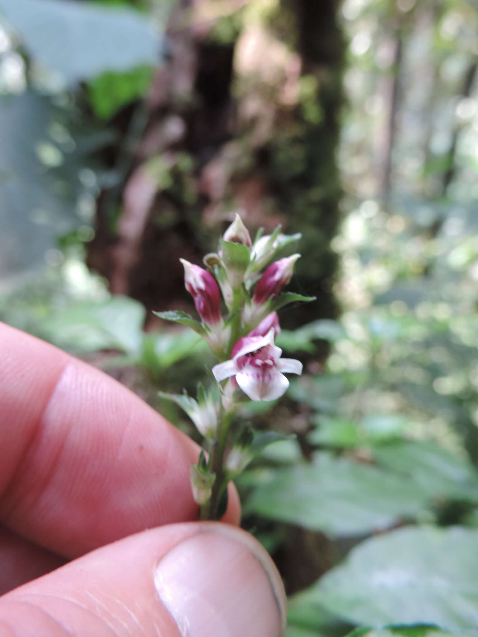 Image of Anisosepalum alboviolaceum (R. Benoist) E. Hossain