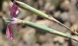 صورة Dianthus thunbergii Hooper