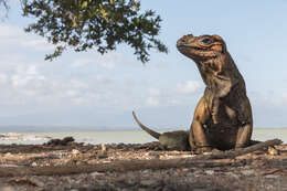 Image of Hispaniolan rhinoceros iguana