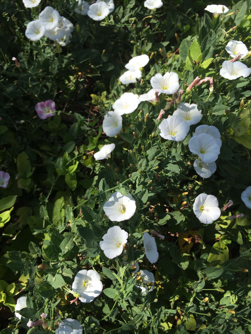 Image of Field Bindweed