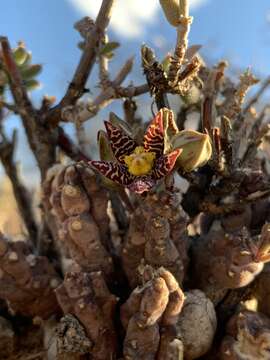 Image of Ceropegia compta (N. E. Br.) Bruyns