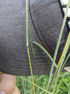 Image of hybrid beardgrass