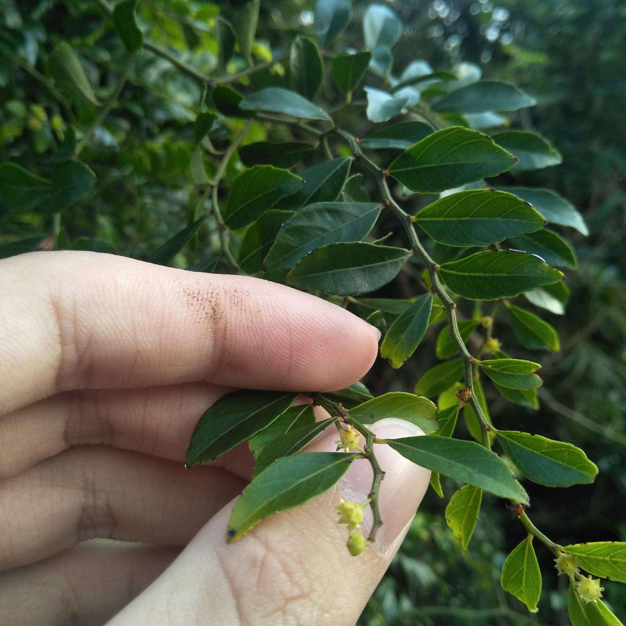 Image of Ventilago elegans Hemsl.