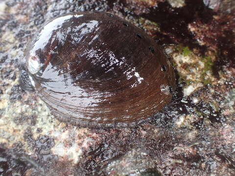 Image of Black Abalone