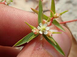 Image of Euphorbia potentilloides Boiss.