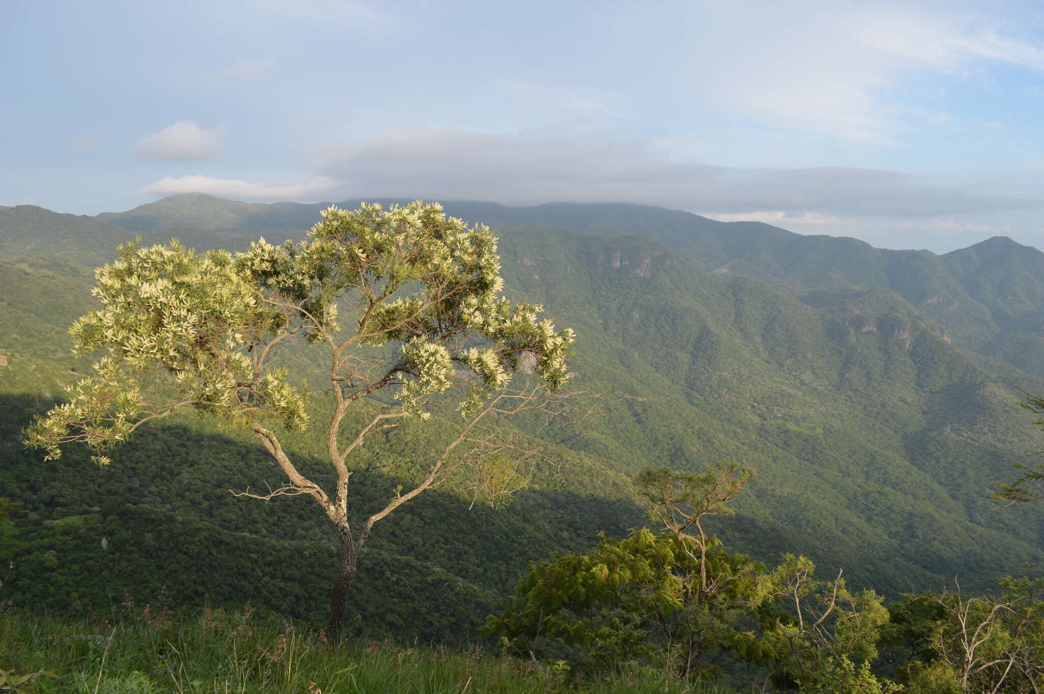 صورة Eysenhardtia polystachya (Ortega) Sarg.