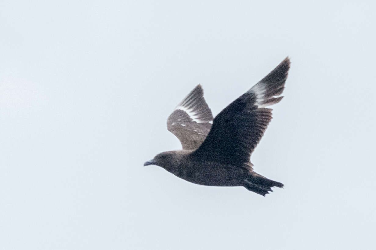 Image of South Polar Skua