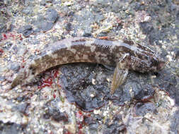 Image of Rock Goby