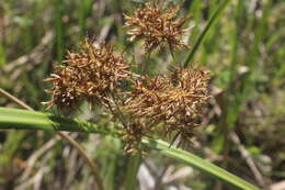 Image of Cyperus latifolius Poir.