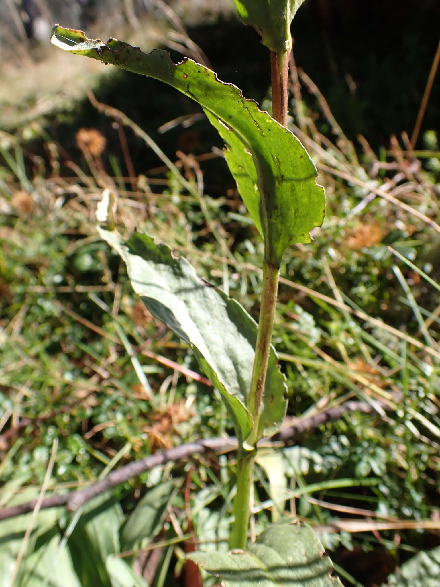 Image of Craspedia sylvestris J. Everett ex N. G. Walsh