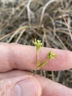 Image of Baldwin's nailwort