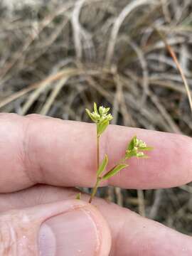 صورة Paronychia baldwinii (Torr. & Gray) Fenzl