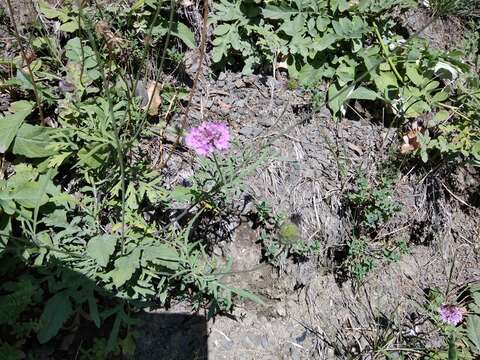 Слика од Scabiosa owerinii Boiss.