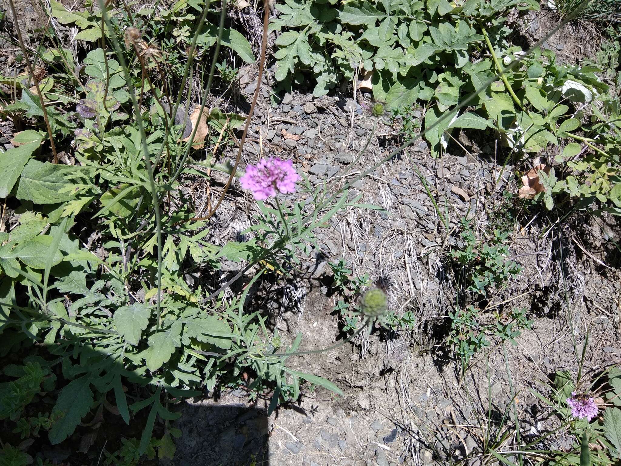 Слика од Scabiosa owerinii Boiss.