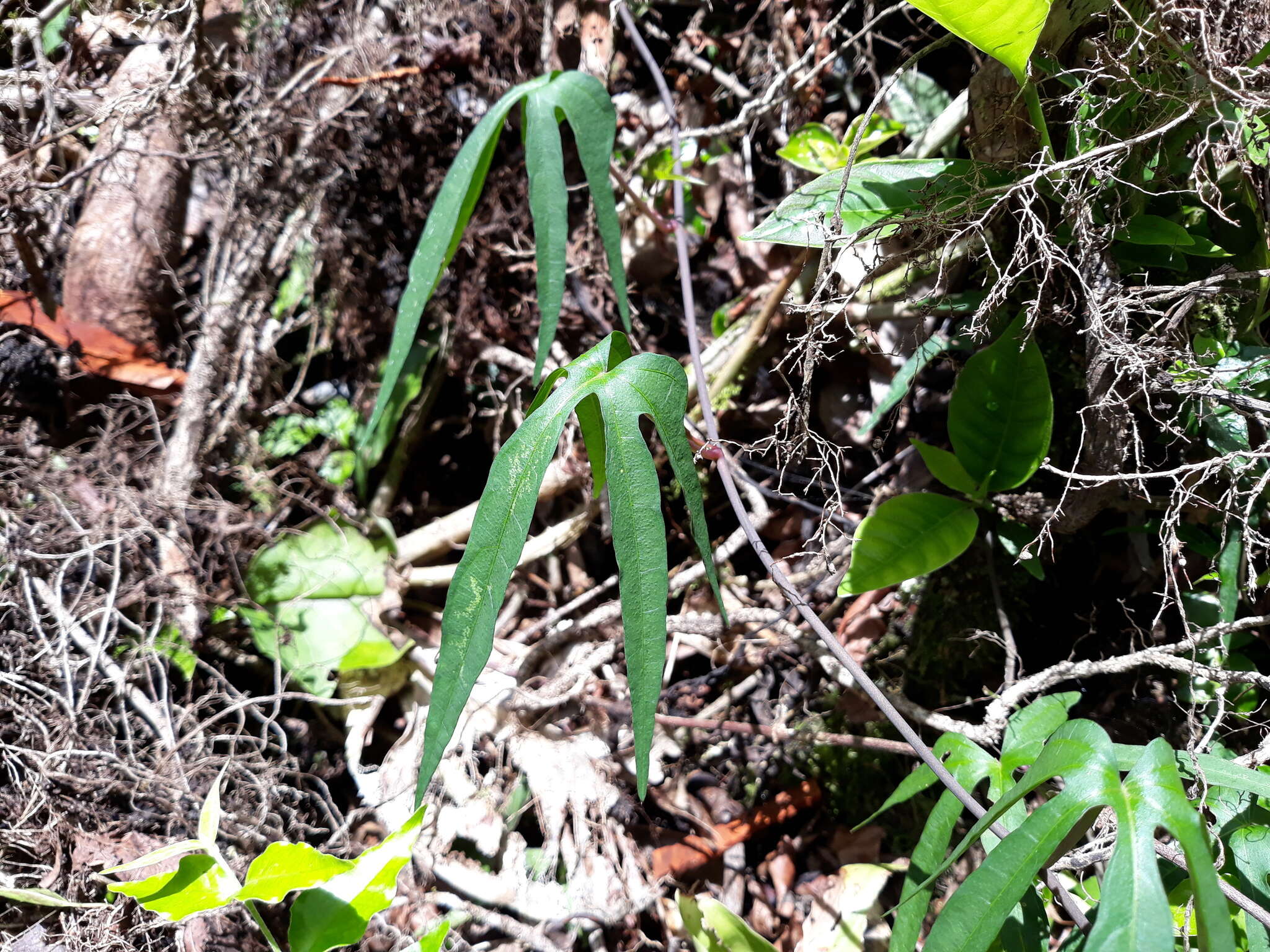 Image of Ipomoea neei (Spreng.) O'Donell